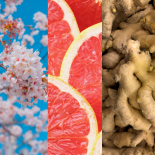 HFDPC 外泌體示意圖