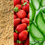 HFDPC 外泌體示意圖